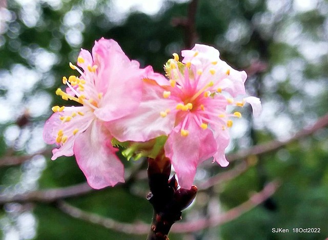 Oct Japanese Flowering Cherry at Sun Yat-sen Memorial Hall, Taipei, Taiwan, SJKen, Oct 18, 2022.