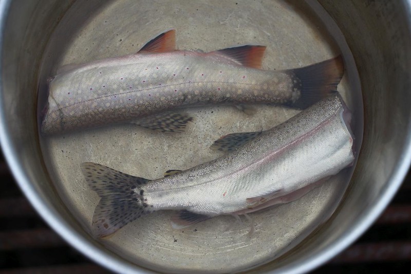 Vicki decided to boil the Brook and Rainbow Trout prior to deboning them - it was easier than frying