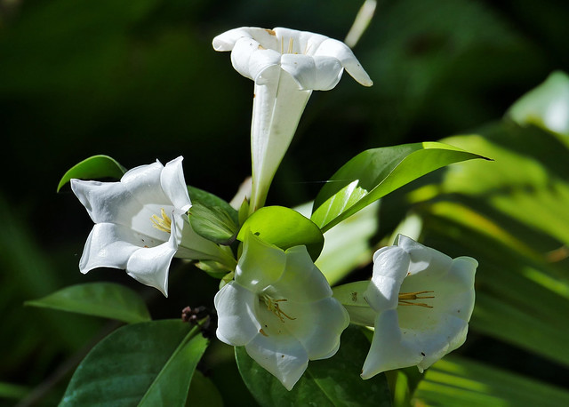 Trumpet Flowers (Brugmansia insignis )