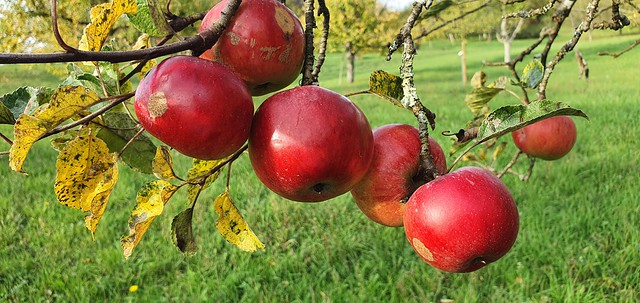 Früchtetrauf - Westhang Ammerbuch Entringen am Schönbuchrand - rubinrote Äpfel