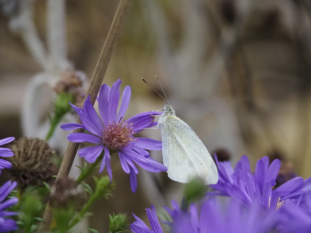 Aster dumosus & Pieris rapae