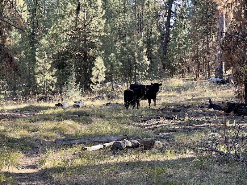 North Fork Malheur River Hike