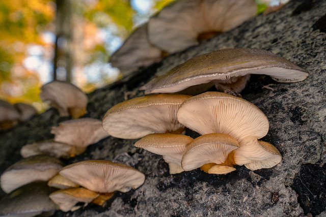 Late Oyster Mushrooms
