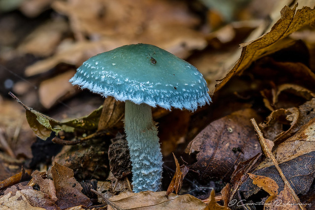 Pilze aus dem Schellenberger Wald