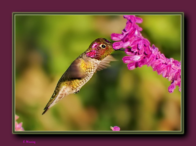 Anna's Hummingbird at Salvia Bush - Mt. Diablo - 2043-11
