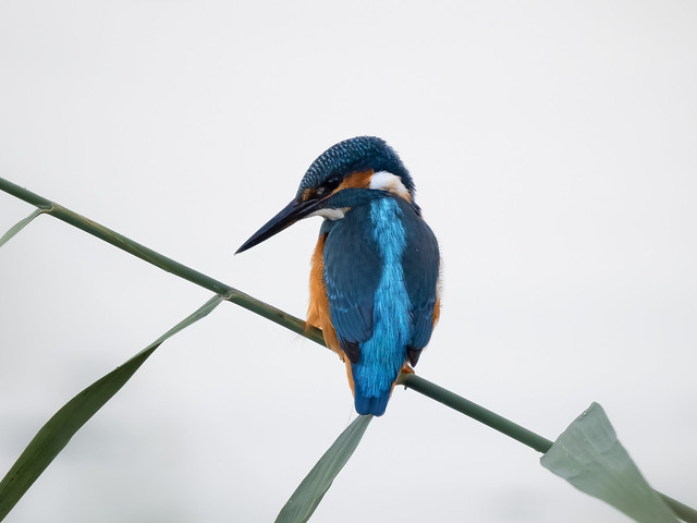 Eisvogel/ Common Kingfisher