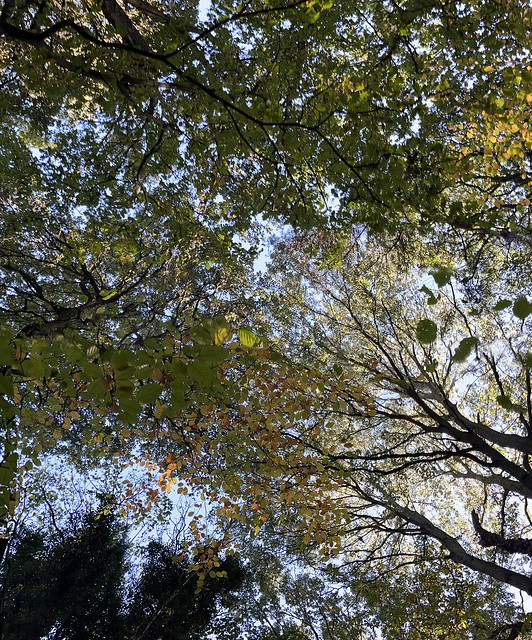 Tree Canopies - Sandall Beat Woods