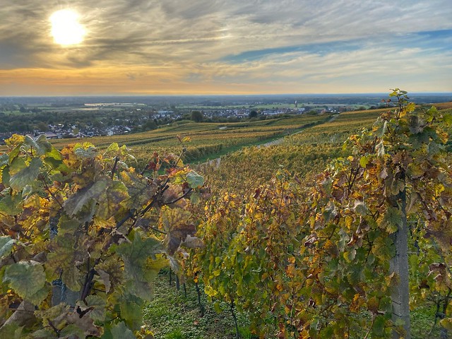 wine county Baden