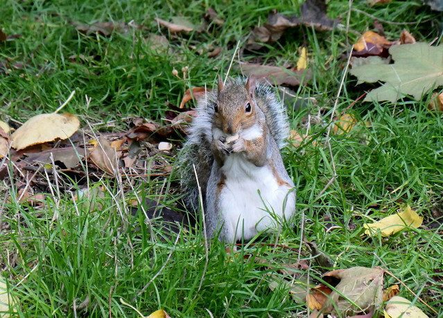 Grey Squirrel, Brighton.