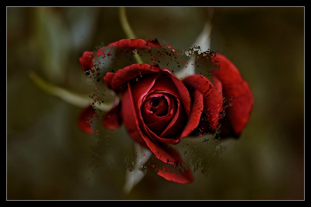 Una sola rosa puede ser mi jardín. Un sólo amigo puede ser mi mundo.
