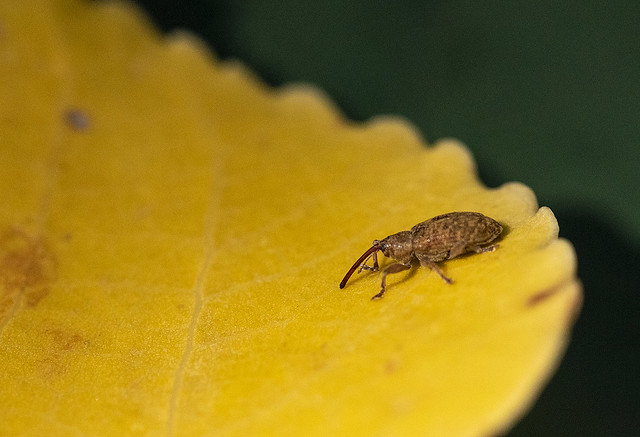 Proboscis beetle (Kétalakú hangormányos (Dorytomus longimanus))