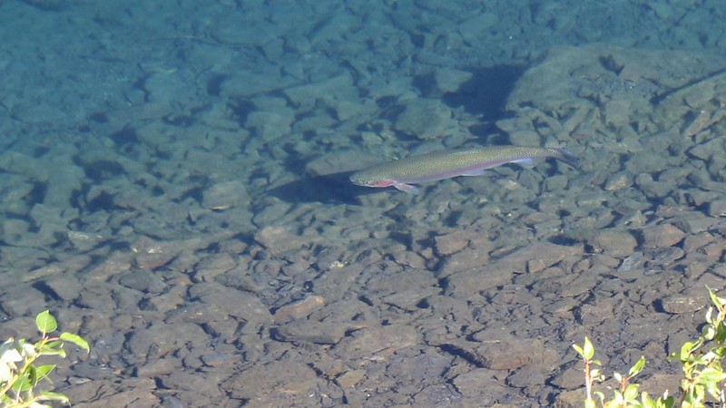 Huge Rainbow Trout swimming along the shore in Convict Lake - these fish are regularly stocked from a hatchery