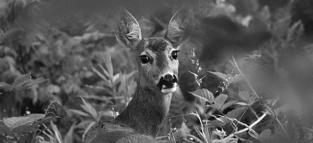 My Doe-Eyed New Neighbor (for the color version, see text below)