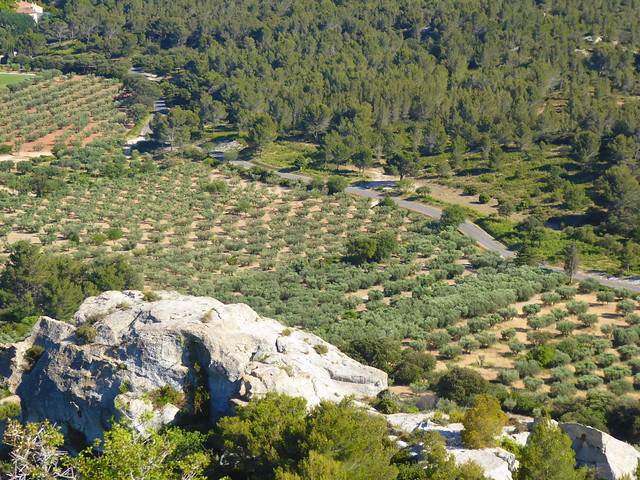 396 - Juin 2022 Provence - Les Baux-de-Provence, des oliviers