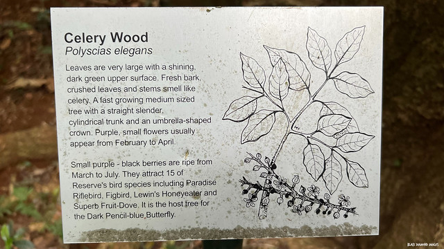 Polyscias elegans - Cellerywood, Silver Basswood, Black Pencil Cedar