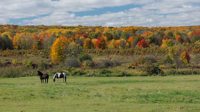 Horse and Pony show of fall