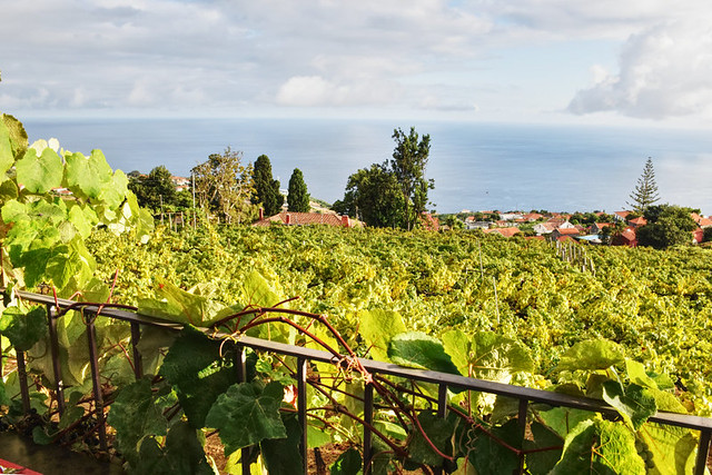 Vineyard setting of Quinta das Vinhas, Madeira