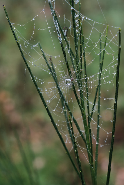 Spiderweb with morning dew