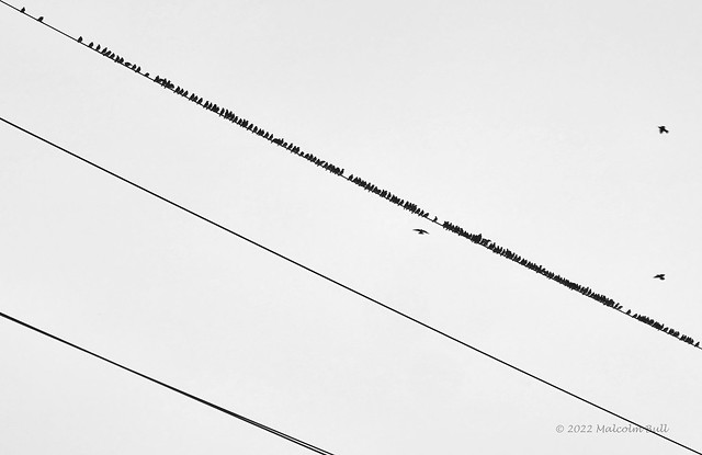 Starlings Gathering