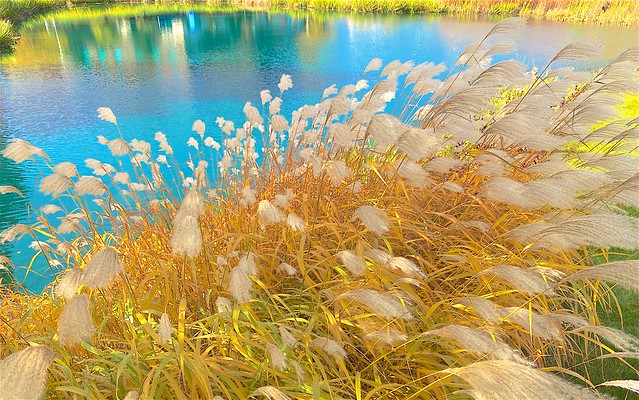 Fall Grasses by the Pond