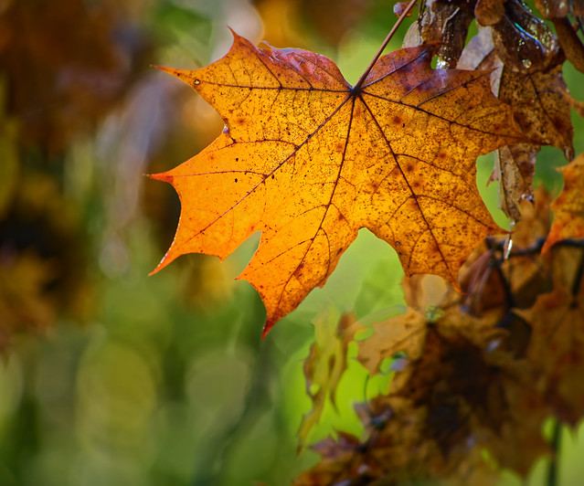 Herbstfarben - autumn colours