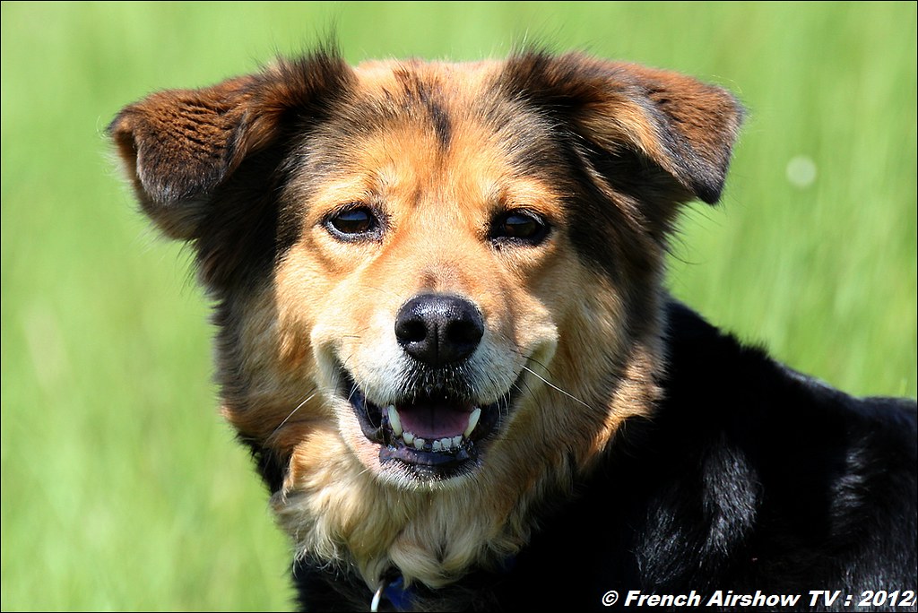 photographe canin animalier vaucluse sud france chien de christian bouches du rhone salon de provence photographie canine
