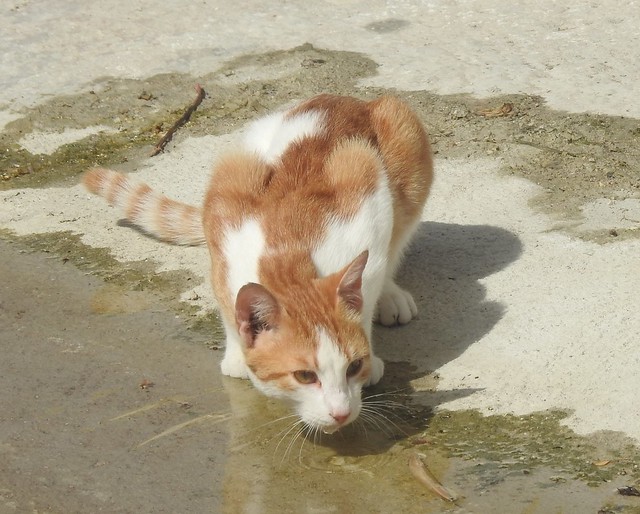 Lixouri - Feral Cat, Wary at the Water