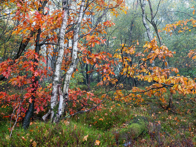 Autumn Chaos at Bottom Wood