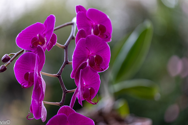 On a cool winter morning, lovely Phalaenopsis spray of buds and flowers at our garden. Orchids in this genus are native to India, China, Southeast Asia, New Guinea and Australia with the majority in Indonesia and the Philippines.