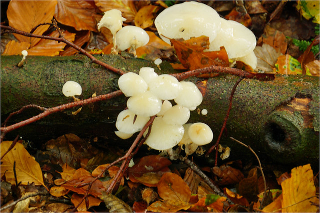 porcelain mushrooms.......in the autumn wood