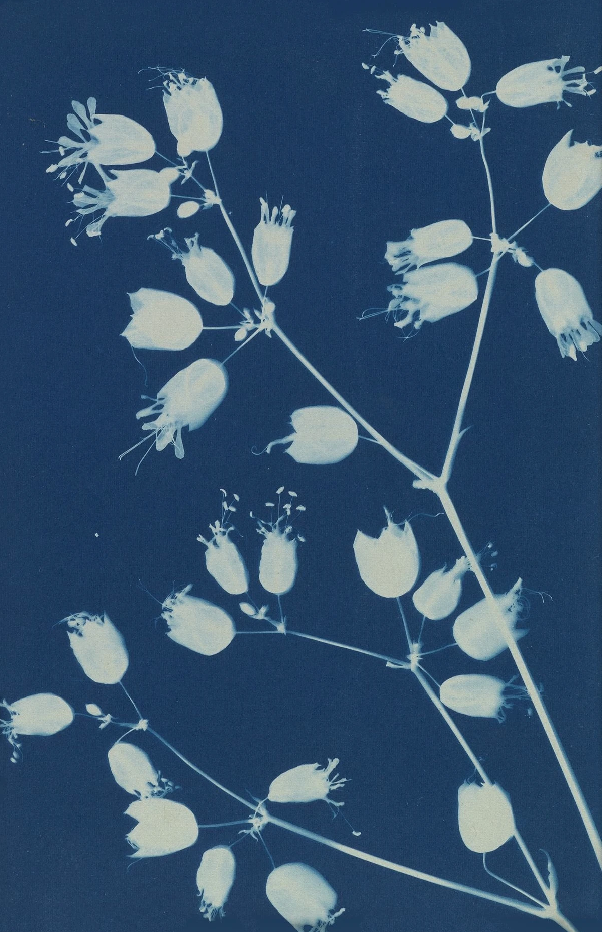 Bertha Jaques :: Photogram of a botanical specimen, 1900-1906. Cyanotype. | src MutualArt and Elizabeth Houston Gallery