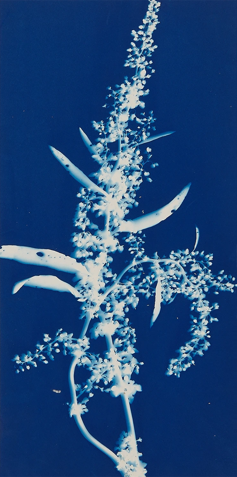 Bertha Evelyn Jaques :: Blossoms of Wild Dock, 1910. Cyanotype. | src MutualArt