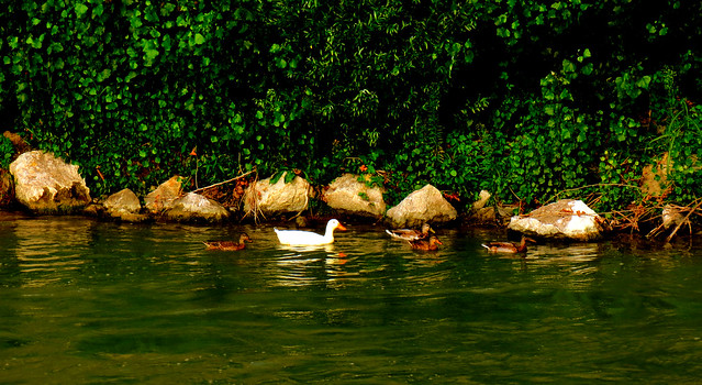 Ducks on the banks of the Adige River in Verona, Veneto Italy