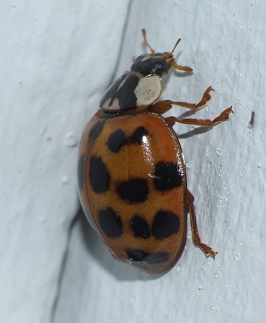 Ladybug DSCF4101