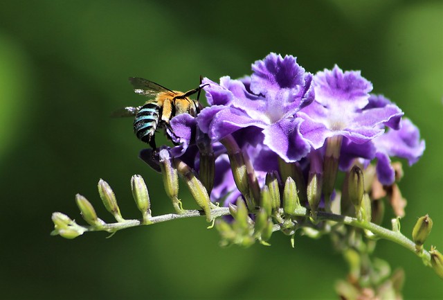 Blue banded Bee 016