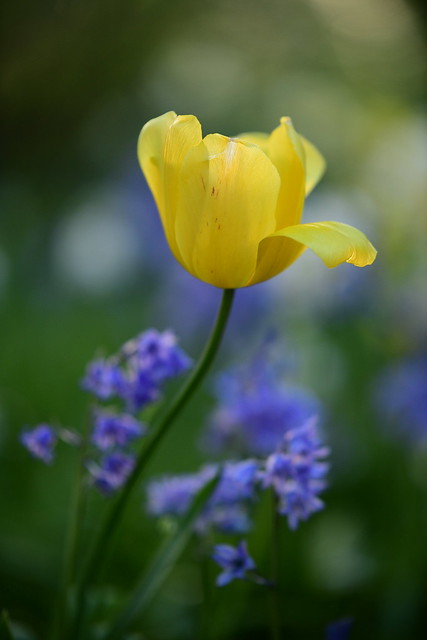 Tulip amongst bluebells