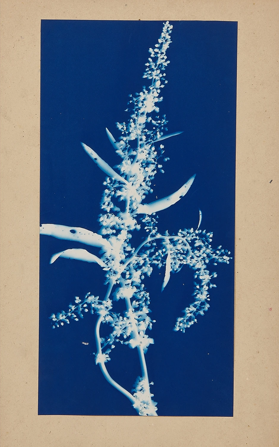 Bertha Evelyn Jaques :: Blossoms of Dock, 1910. Cyanotype. | src MutualArt