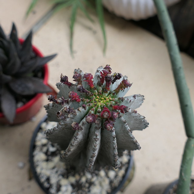 Resumption of growth of Euphorbia polygona var. nivea ('Snowflake Euphorbia')