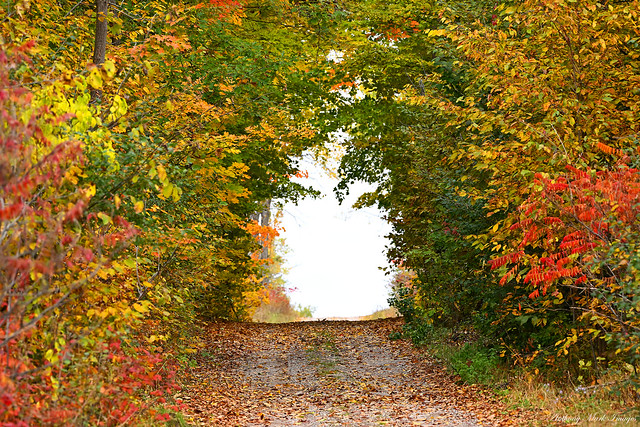 Autumn Entrance