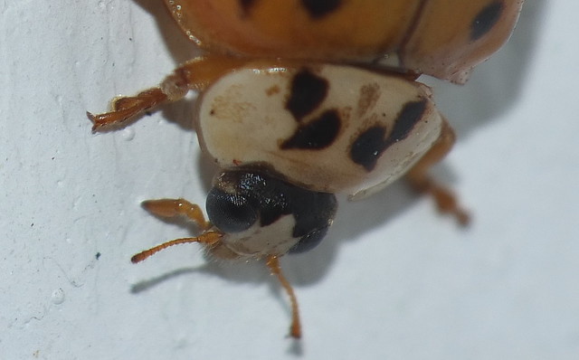 Lady Beetle Compound Eyes DSCF4090