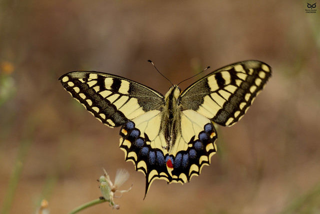 Borboleta Cauda-de-andorinha, Old World Swallowtail (Papilio machaon)