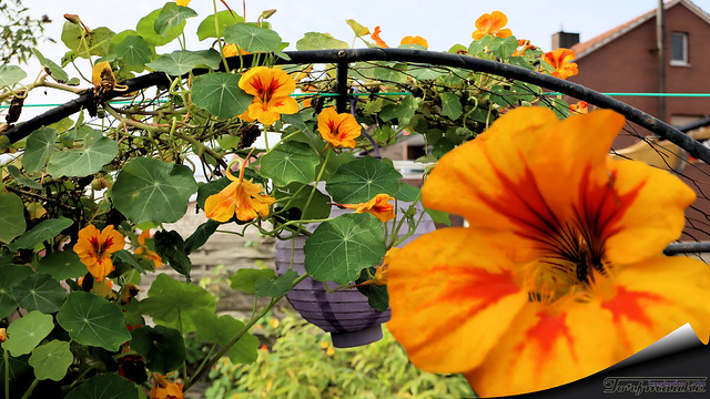 Flower arch