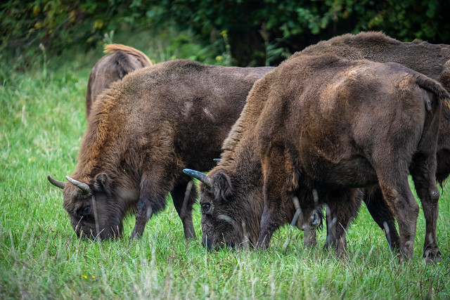 Lelystad Natuurpark - Europian bison  (wisenten) - Explored