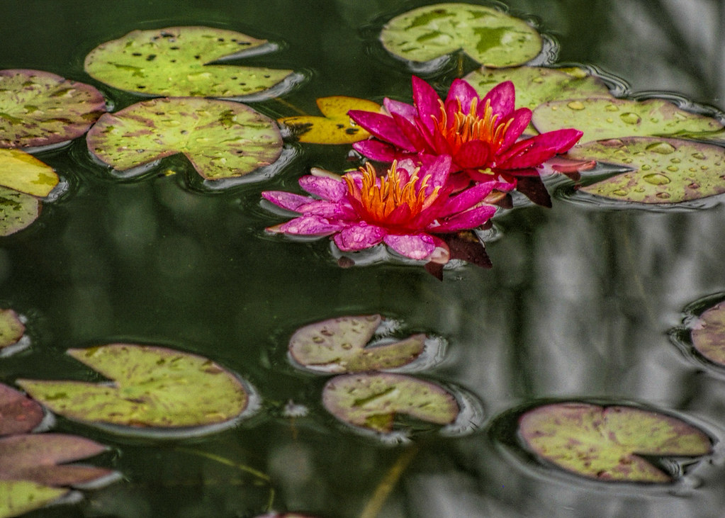Lily pad in the rain