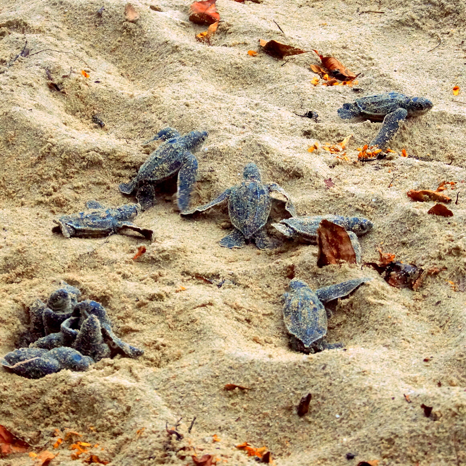 Leatherback Turtles Hatching on Paria Beach