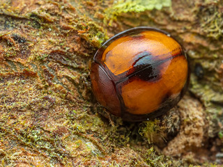 Ladybird beetle (Sticholotis sp.) - PA150528