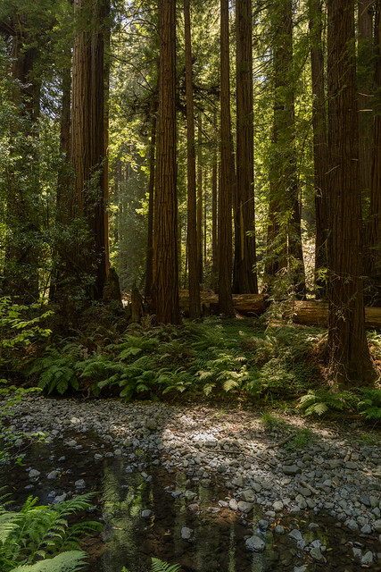 “The redwoods, once seen, leave a mark or create a vision that stays with you always