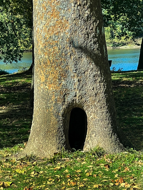 An interesting tree on the banks of the Potomac