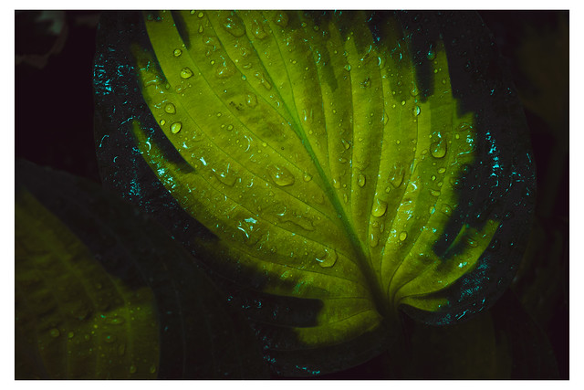 Green Leaf After Rain - Mt Airy, Philadelphia, PA - USA - Web 1_Scaled