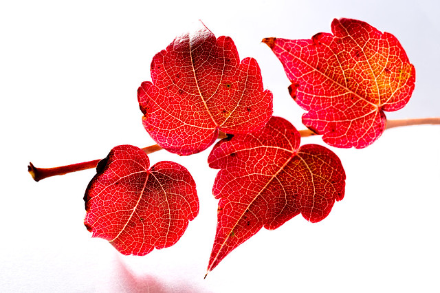 Red ivy leaves - My entry for todays 